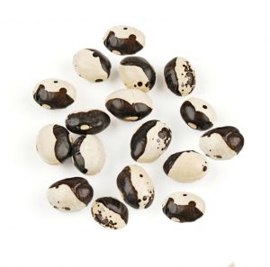 black calypso beans